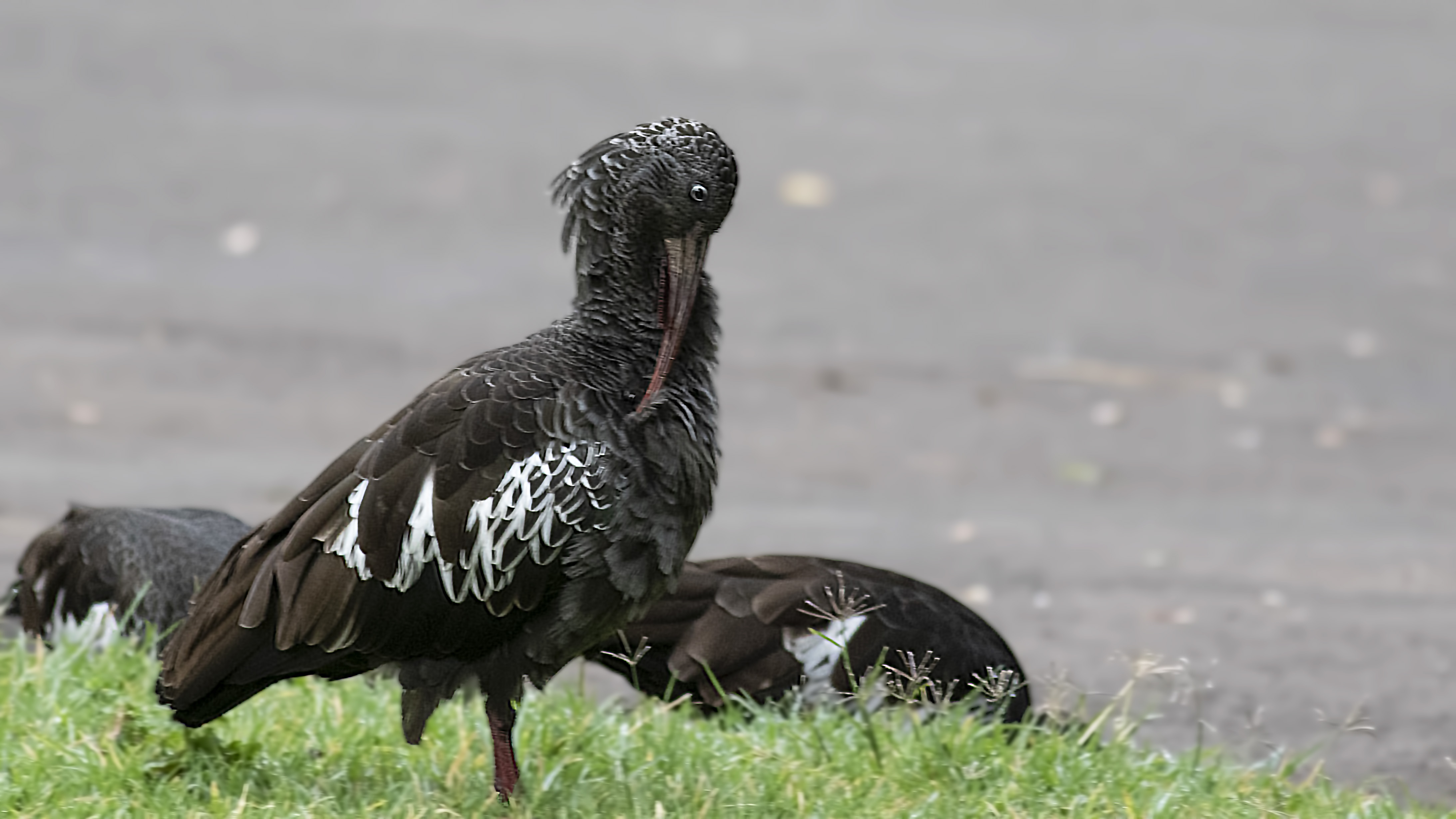 Wattled Ibis